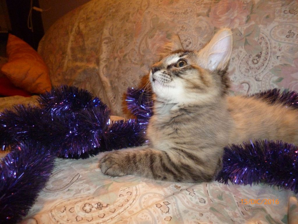 Gatti Norvegesi - cuccioli