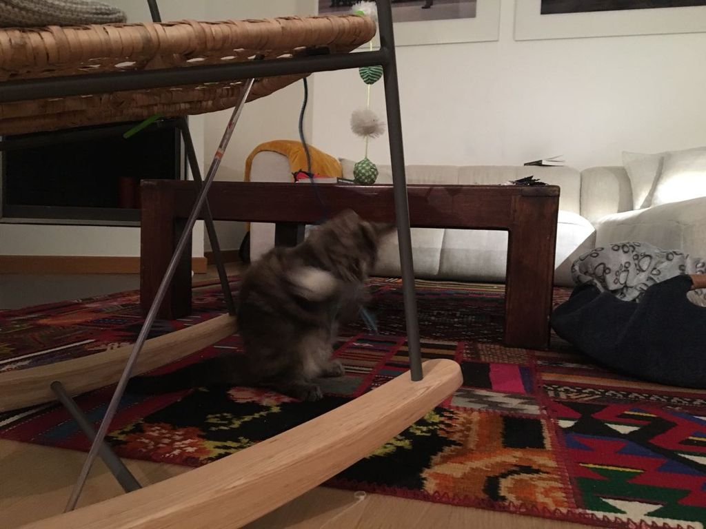 Gatti Norvegesi - cuccioli