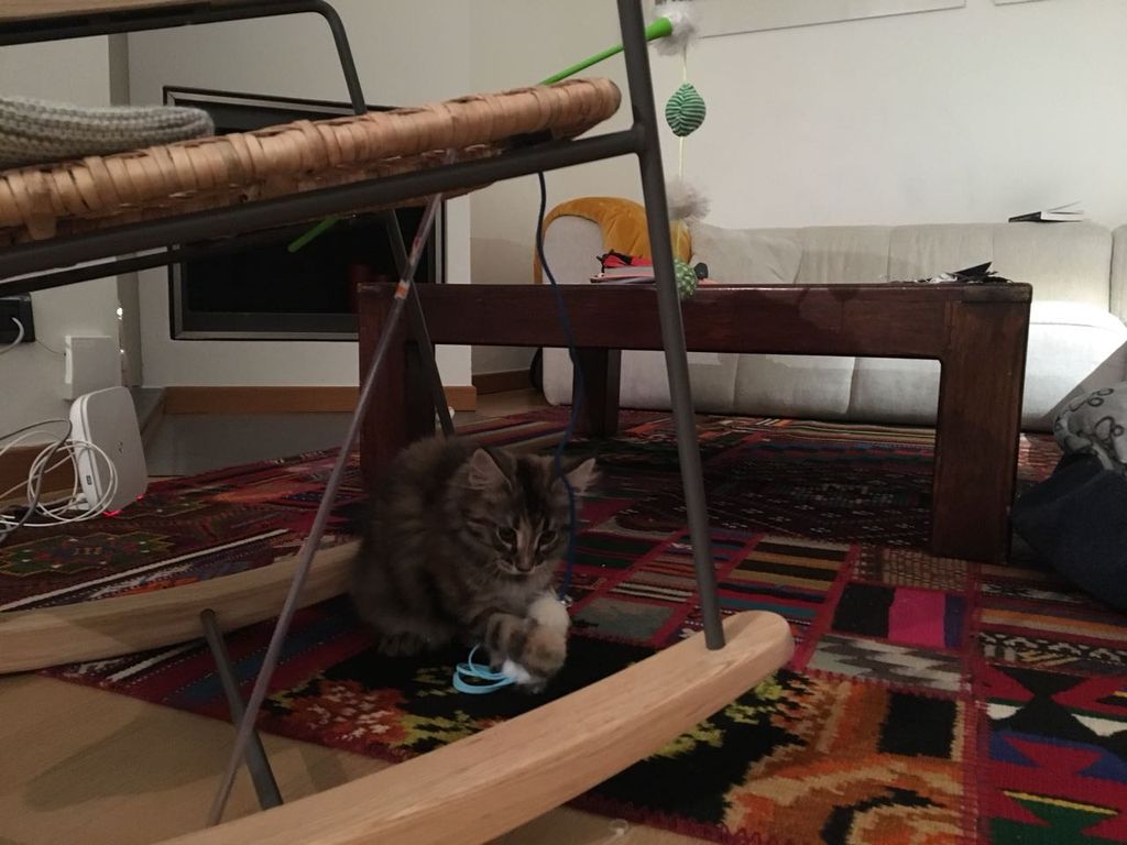 Gatti Norvegesi - cuccioli