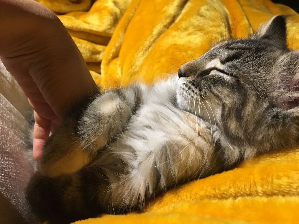 Gatti Norvegesi - cuccioli