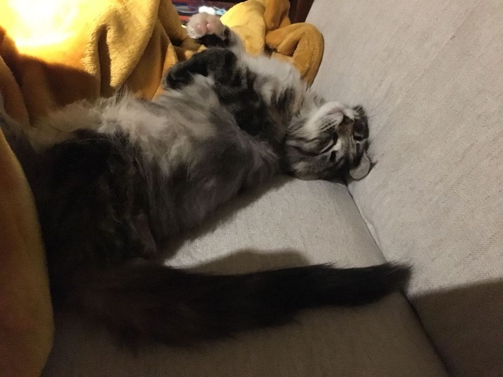 Gatti Norvegesi - cuccioli