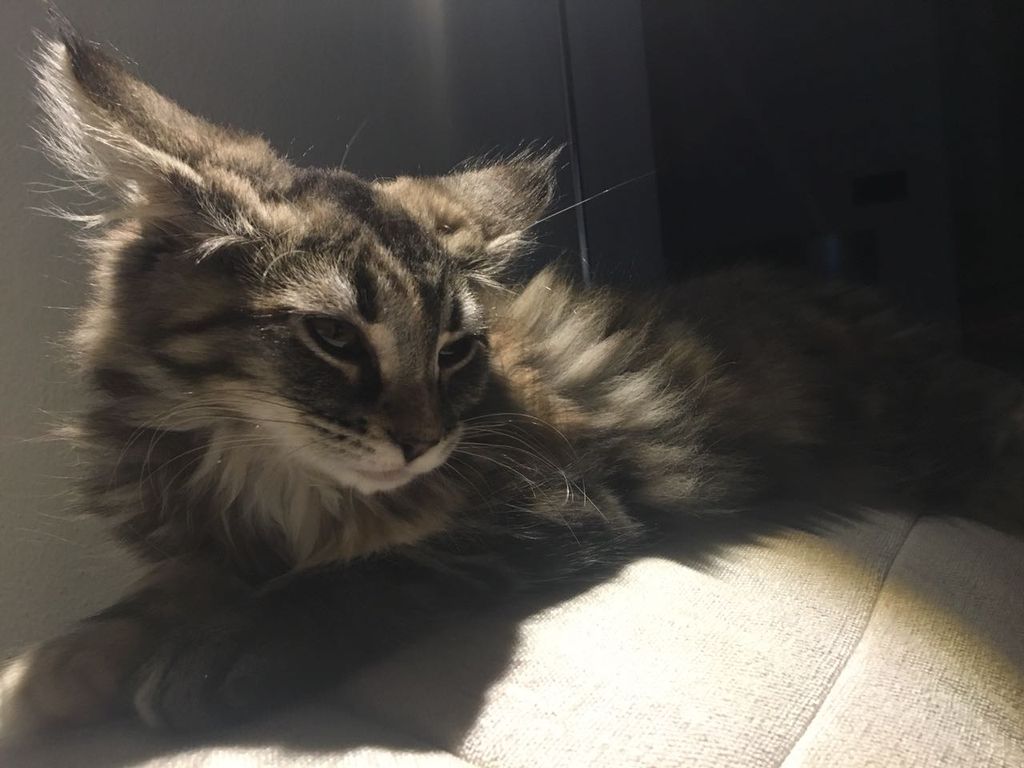 Gatti Norvegesi - cuccioli