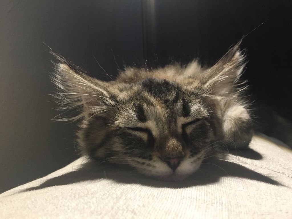 Gatti Norvegesi - cuccioli