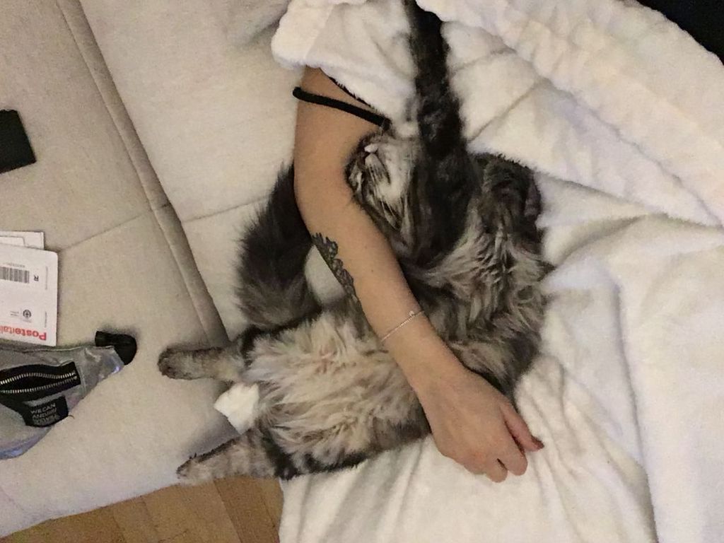 Gatti Norvegesi - cuccioli