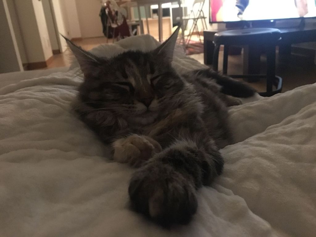 Gatti Norvegesi - cuccioli