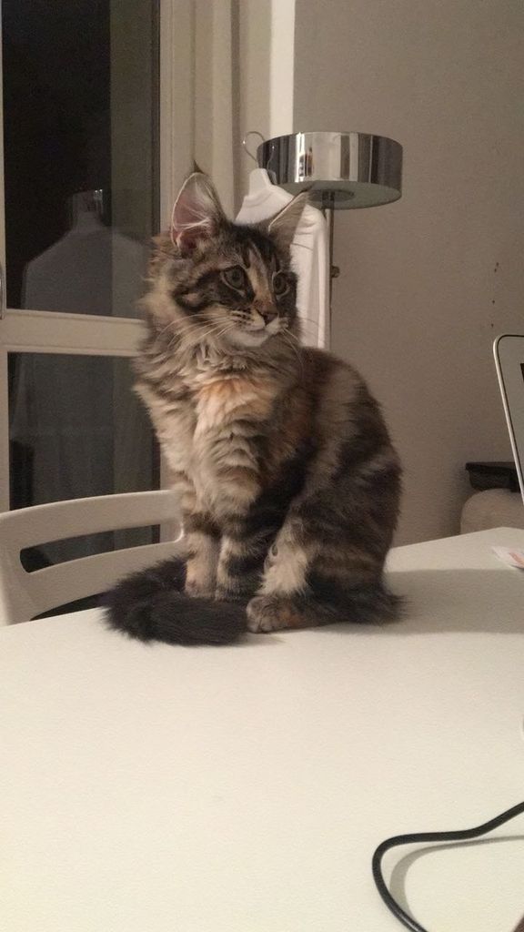 Gatti Norvegesi - cuccioli