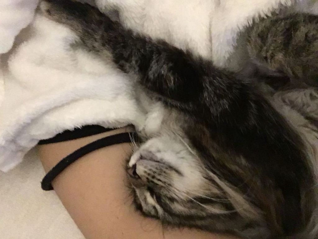 Gatti Norvegesi - cuccioli