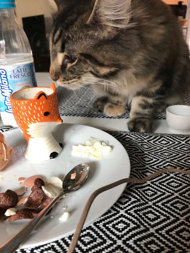 Gatti Norvegesi - cuccioli