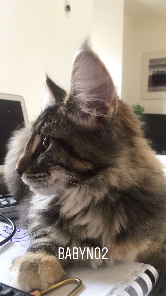 Gatti Norvegesi - cuccioli
