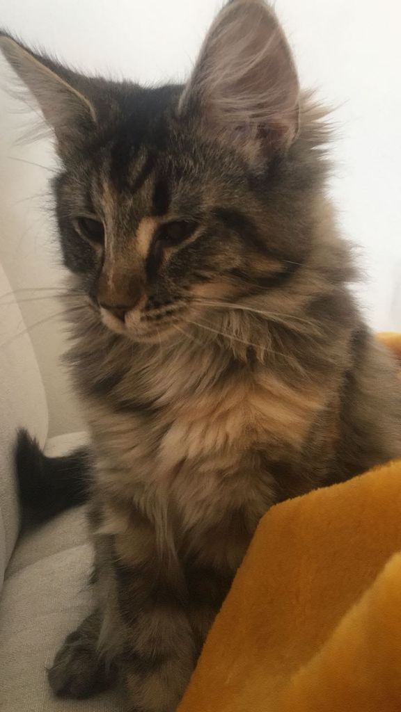 Gatti Norvegesi - cuccioli