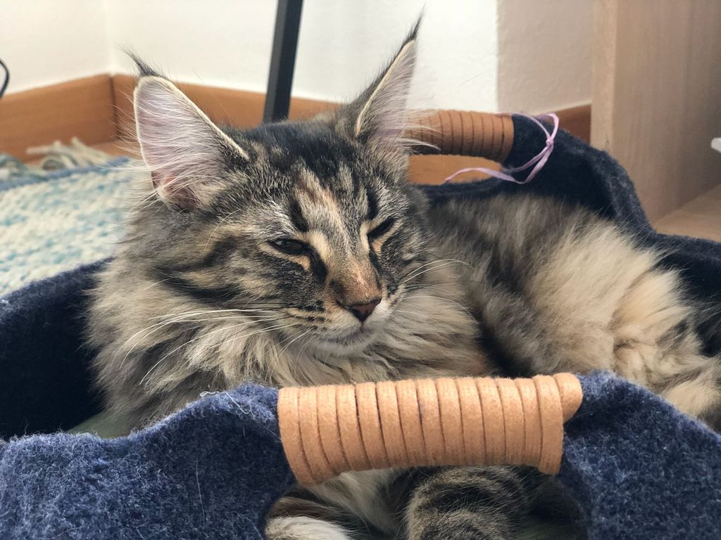 Gatti Norvegesi - cuccioli