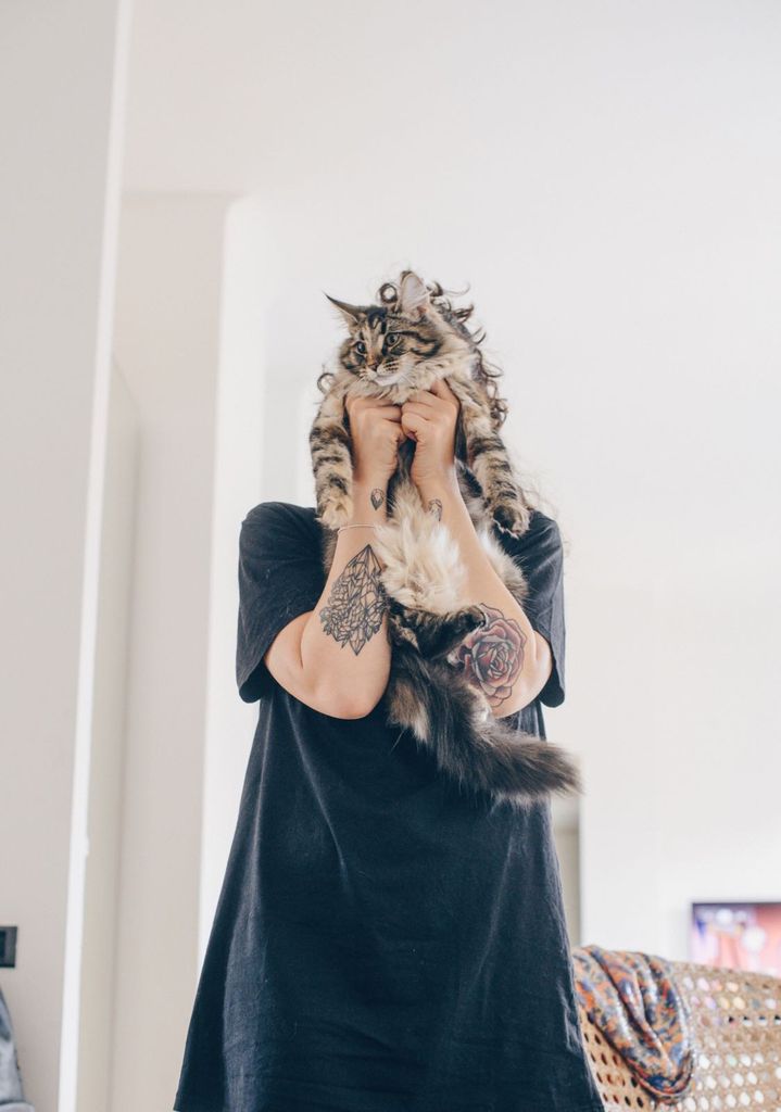 Gatti Norvegesi - cuccioli