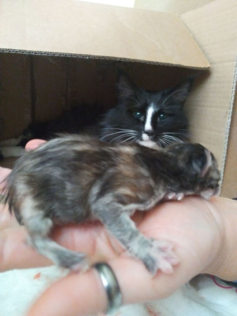 Gatti Norvegesi - cuccioli