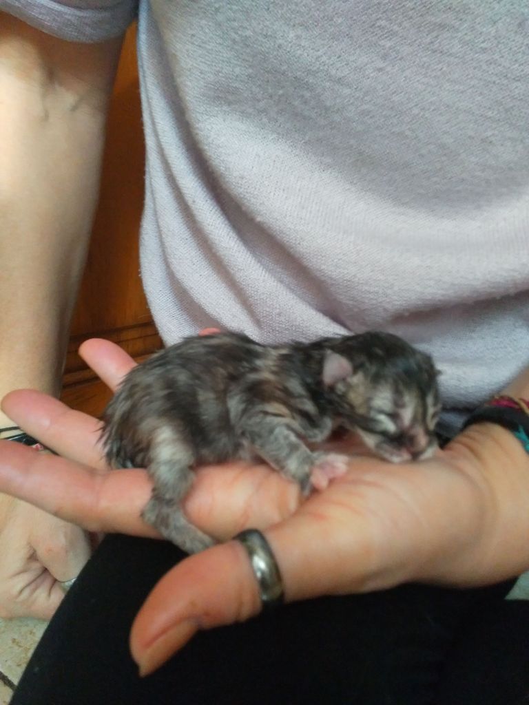 Gatti Norvegesi - cuccioli