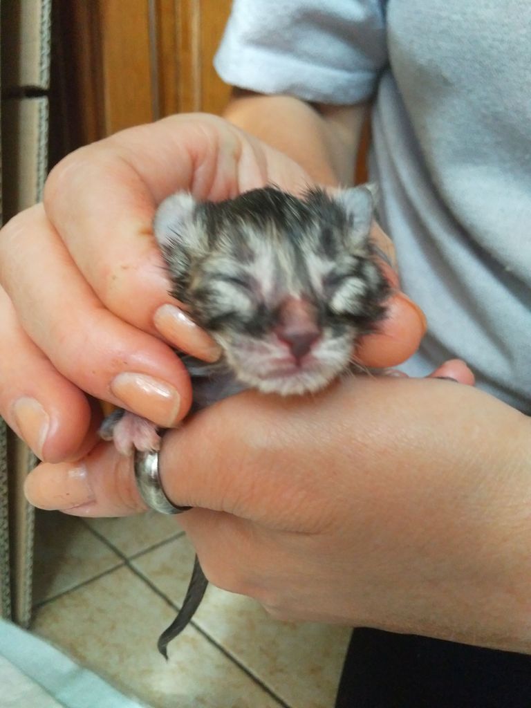 Gatti Norvegesi - cuccioli