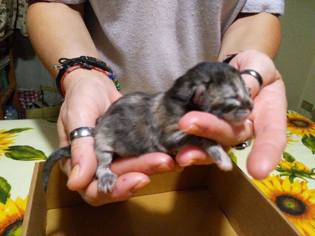Gatti Norvegesi - cuccioli