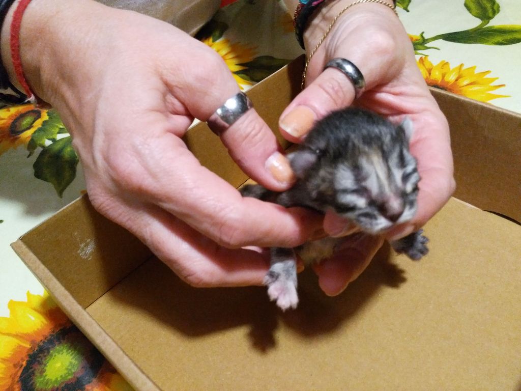 Gatti Norvegesi - cuccioli