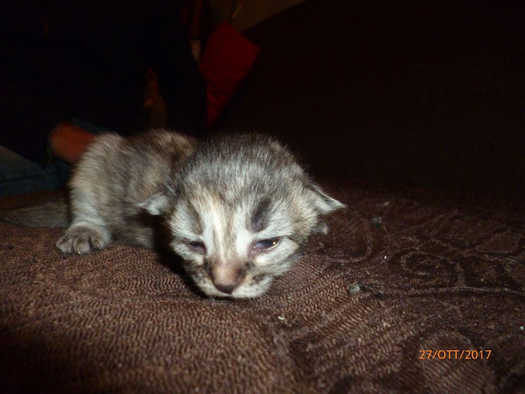 Gatti Norvegesi - cuccioli