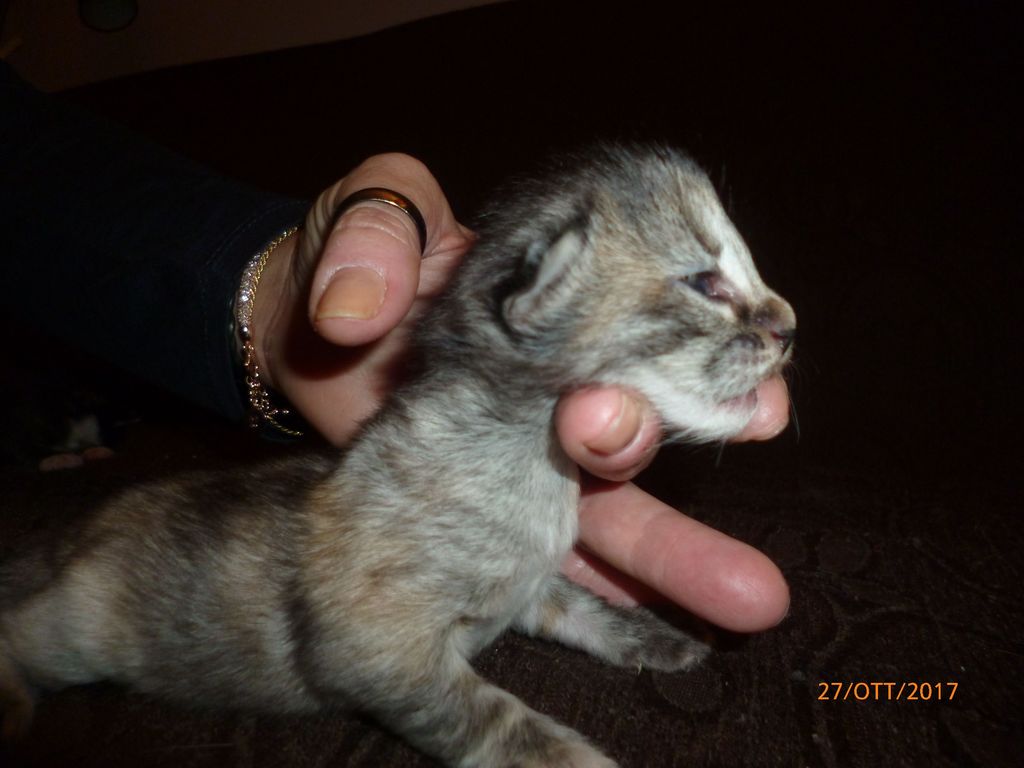 Gatti Norvegesi - cuccioli