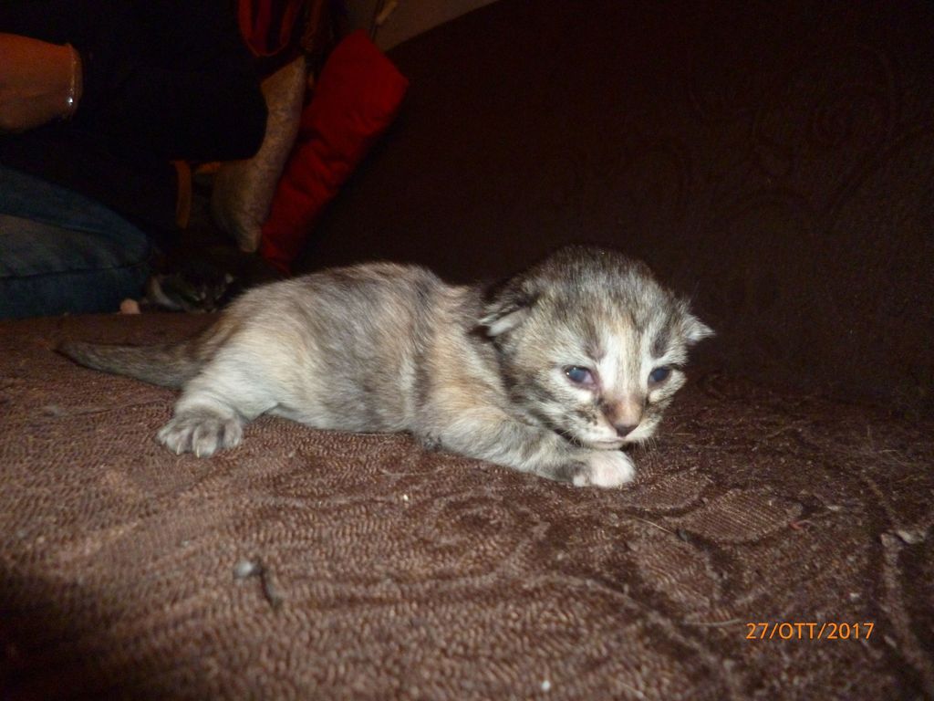 Gatti Norvegesi - cuccioli