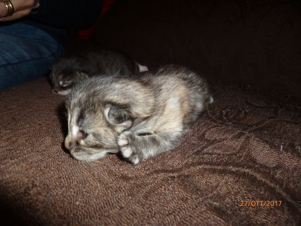Gatti Norvegesi - cuccioli