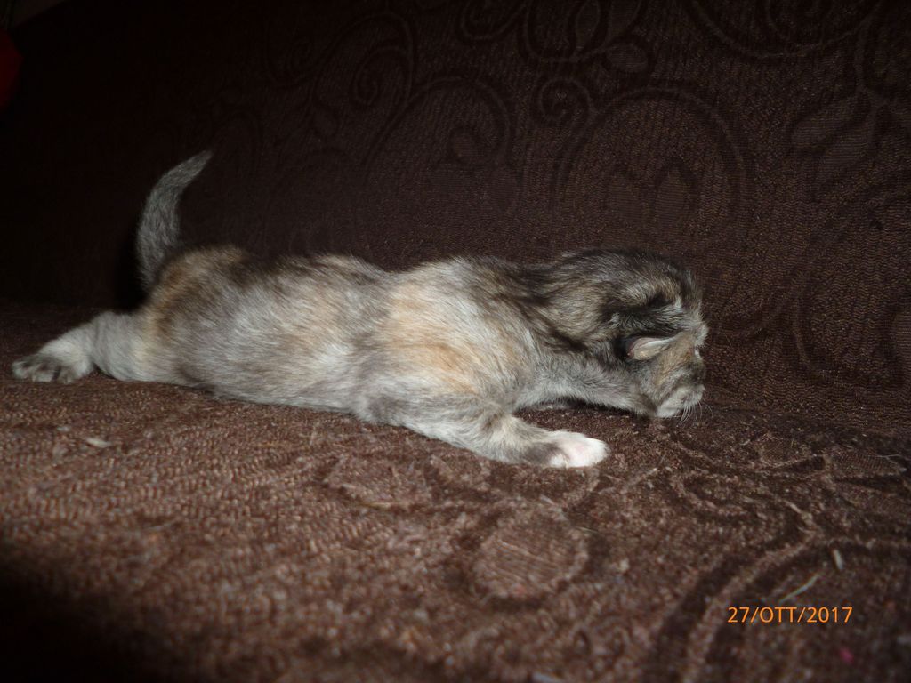 Gatti Norvegesi - cuccioli