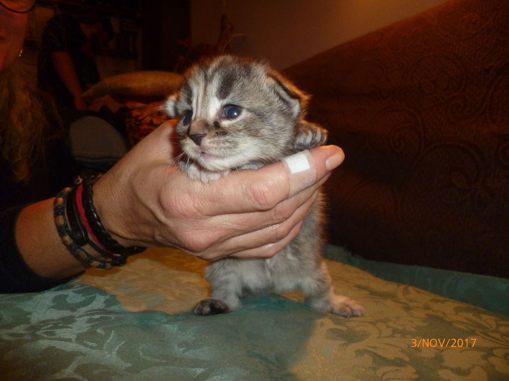 Gatti Norvegesi - cuccioli