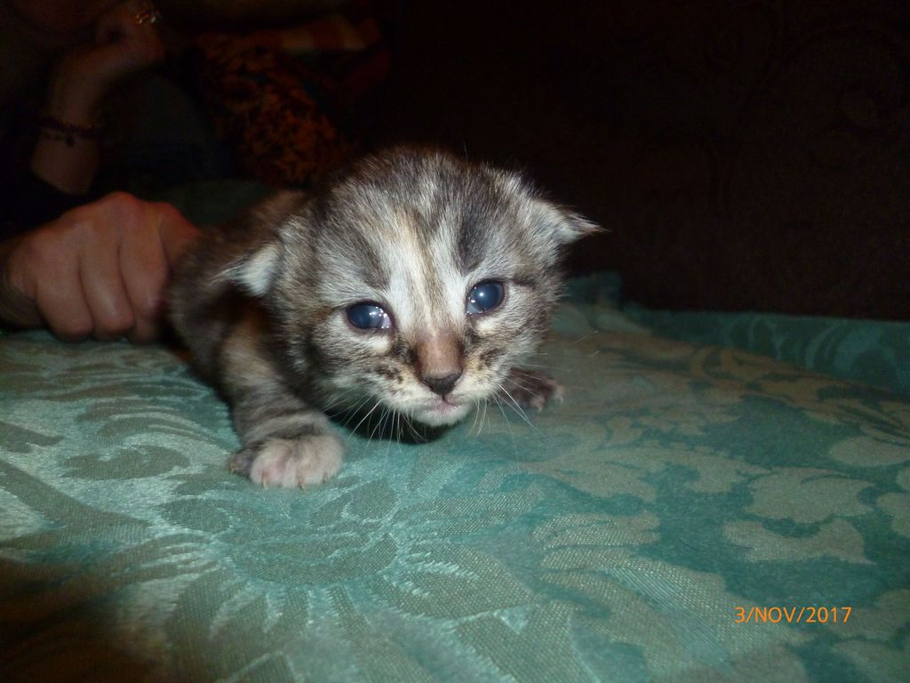 Gatti Norvegesi - cuccioli