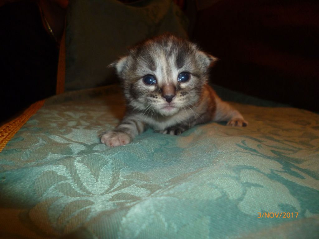 Gatti Norvegesi - cuccioli
