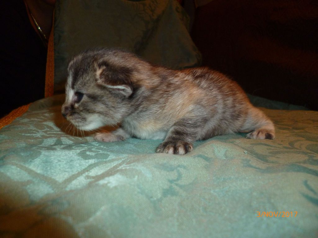 Gatti Norvegesi - cuccioli