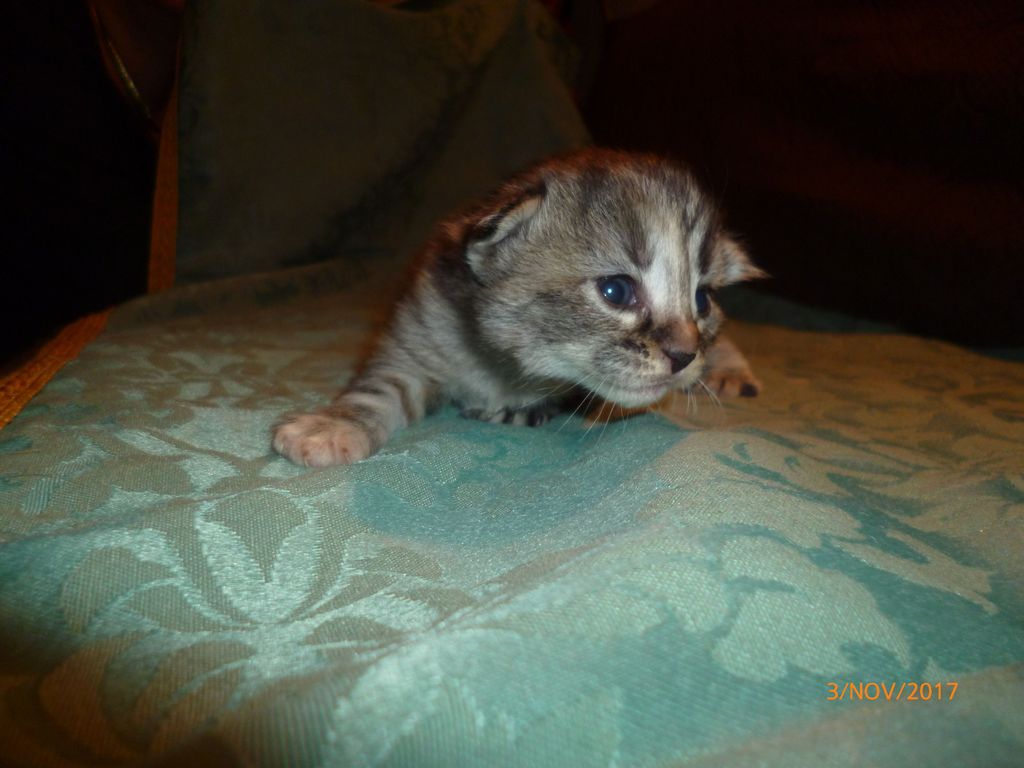 Gatti Norvegesi - cuccioli