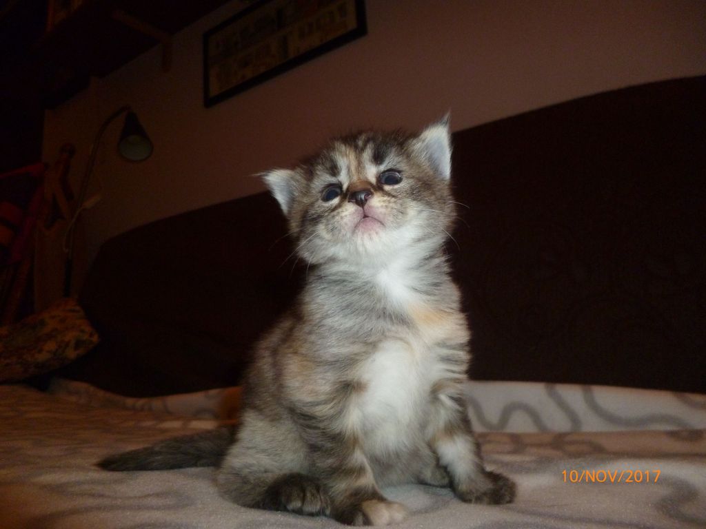 Gatti Norvegesi - cuccioli