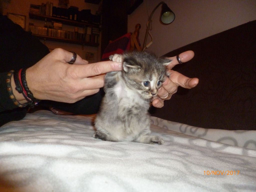Gatti Norvegesi - cuccioli