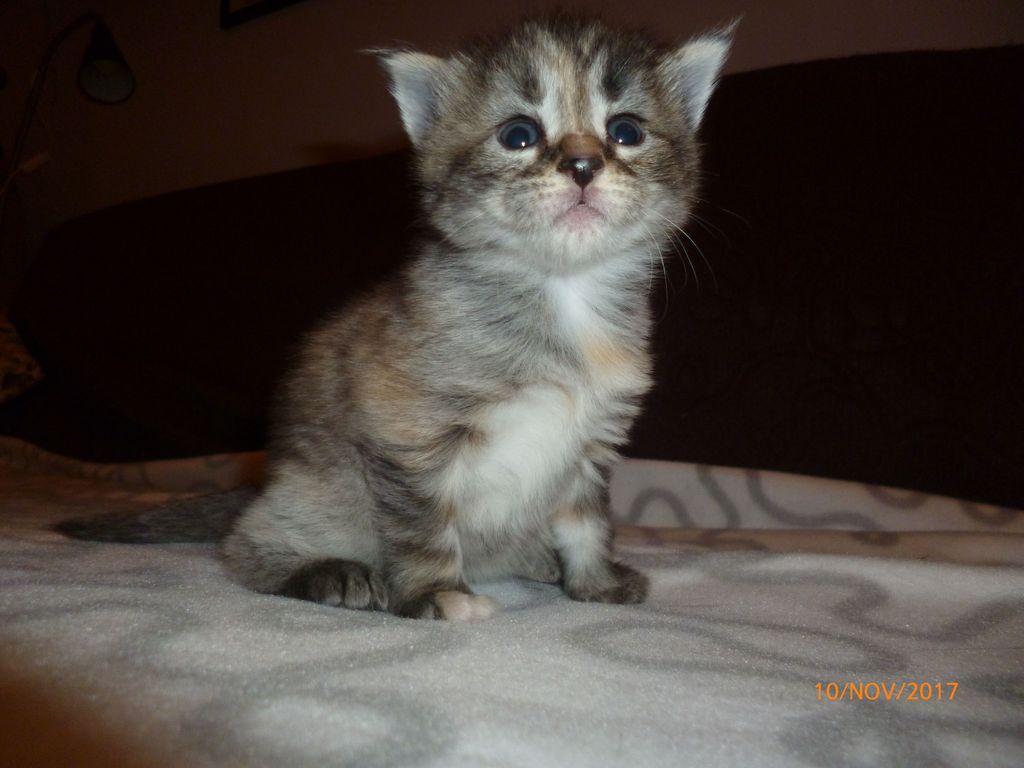 Gatti Norvegesi - cuccioli