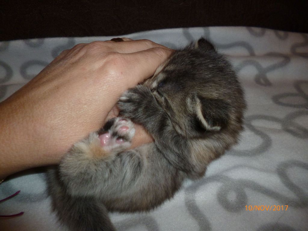 Gatti Norvegesi - cuccioli