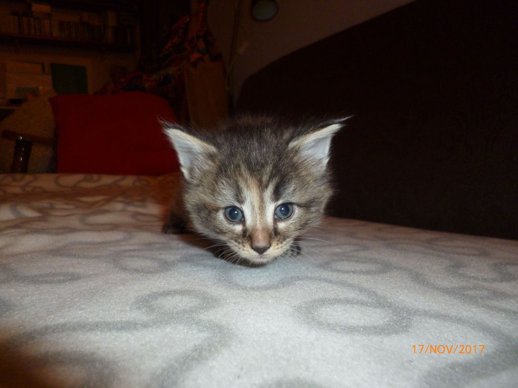 Gatti Norvegesi - cuccioli
