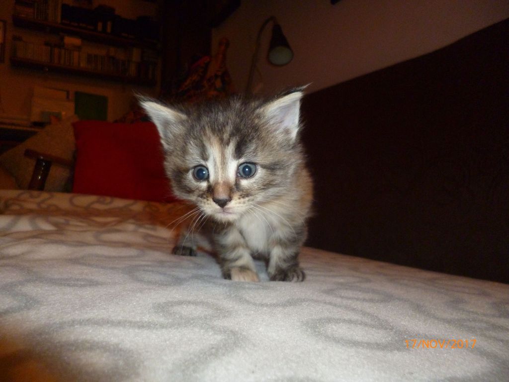 Gatti Norvegesi - cuccioli