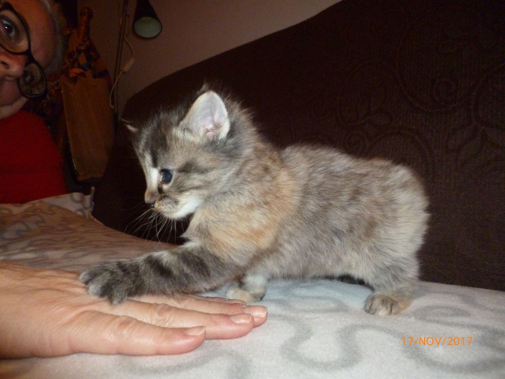 Gatti Norvegesi - cuccioli