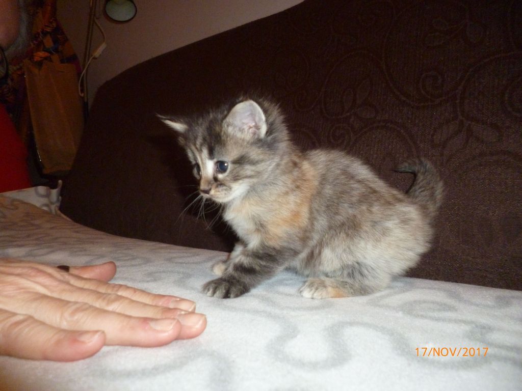 Gatti Norvegesi - cuccioli