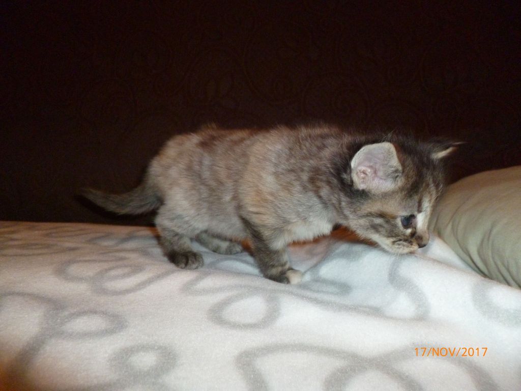 Gatti Norvegesi - cuccioli