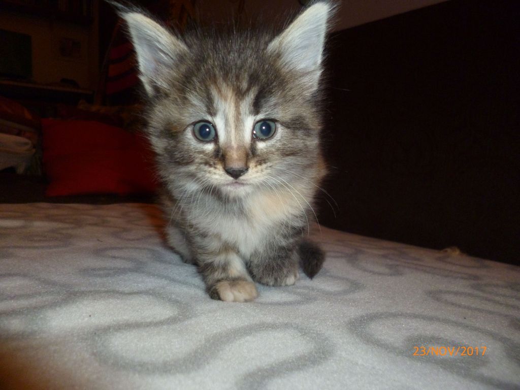 Gatti Norvegesi - cuccioli