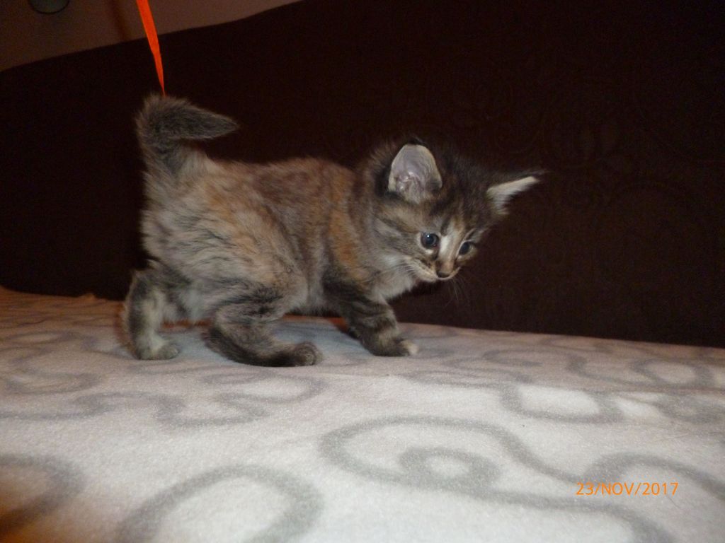 Gatti Norvegesi - cuccioli