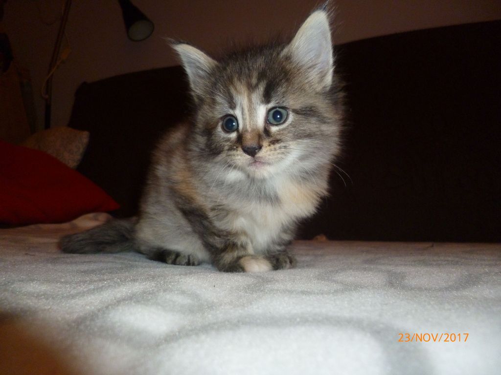 Gatti Norvegesi - cuccioli
