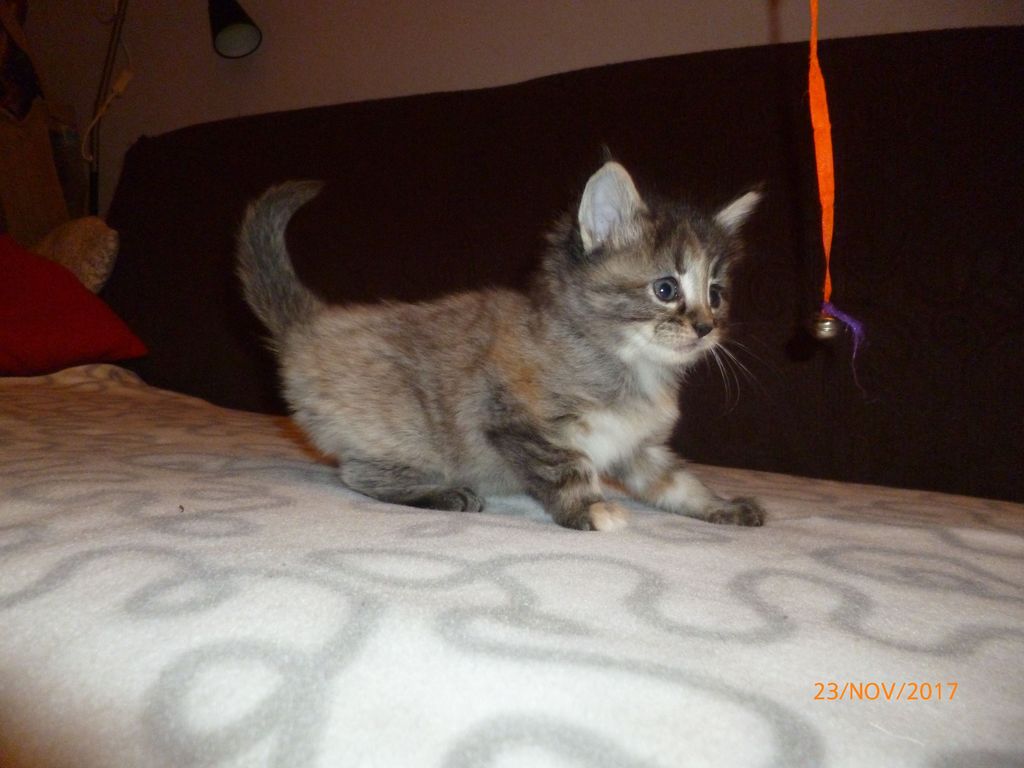 Gatti Norvegesi - cuccioli