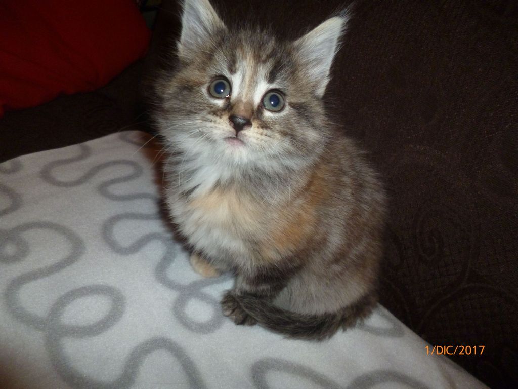 Gatti Norvegesi - cuccioli