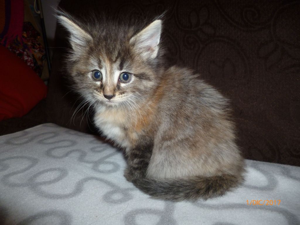 Gatti Norvegesi - cuccioli