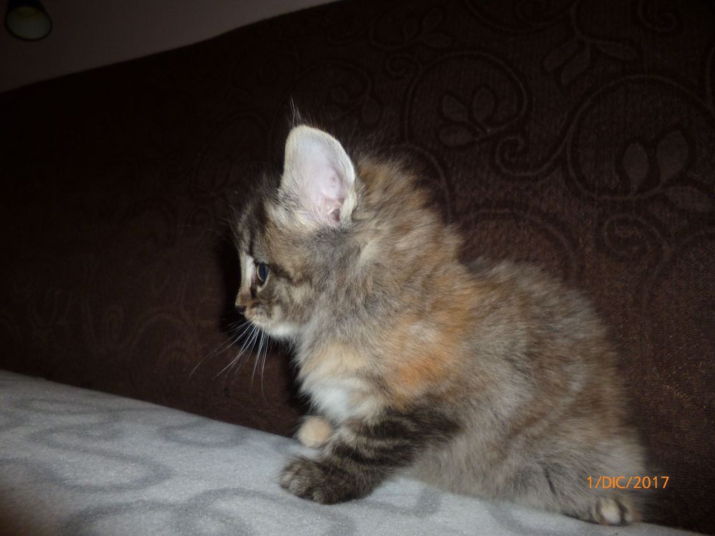 Gatti Norvegesi - cuccioli