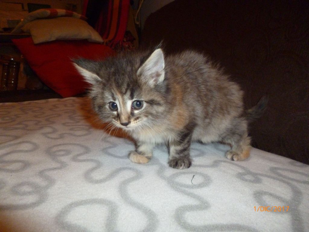 Gatti Norvegesi - cuccioli