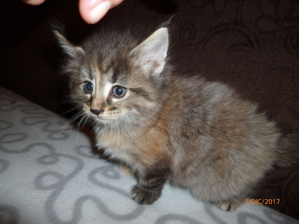 Gatti Norvegesi - cuccioli