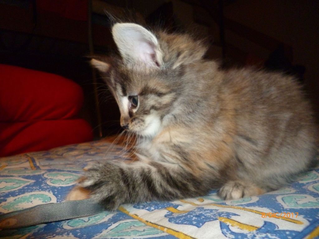 Gatti Norvegesi - cuccioli